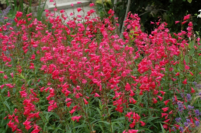 Penstemon - Penstemon hybrid 'Firebird' from Sloat Gardens