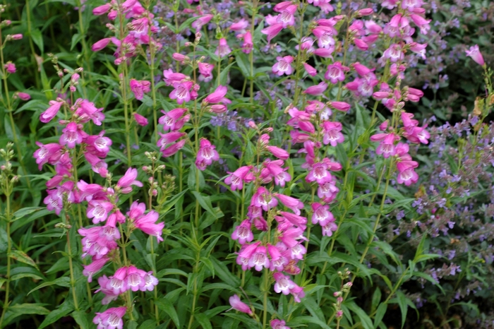 Penstemon - Penstemon hybrid 'Pensham' from Sloat Gardens