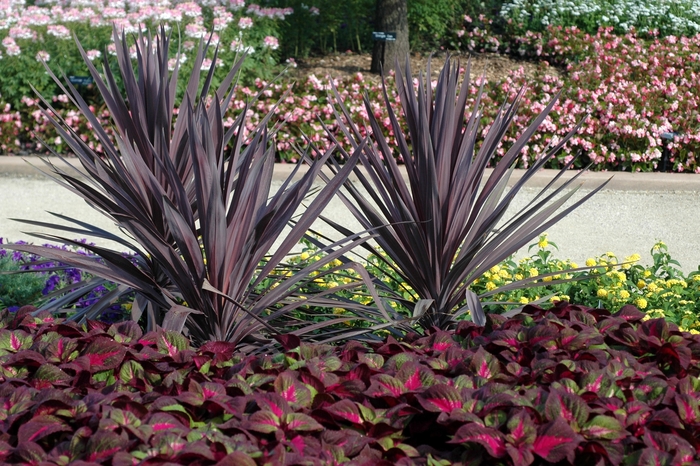 Perilla - Perilla frutescens 'Magilla™ Purple' from Sloat Gardens