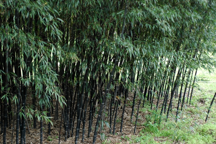Black Bamboo - Phyllostachys nigra 'Boryana' from Sloat Gardens