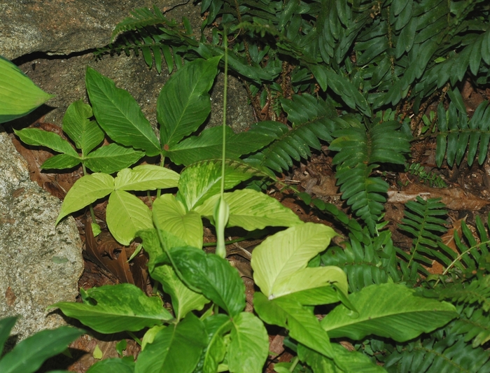 Green Dragon Plant - Pinellia tripartita 'Variegata' from Sloat Gardens