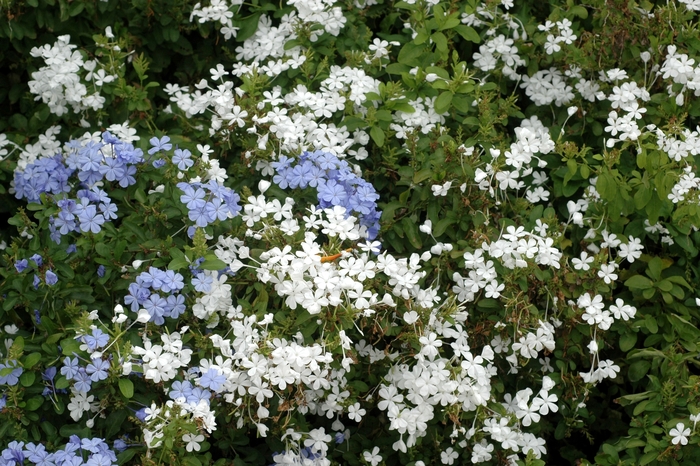 Plumbago - Plumbago auriculata from Sloat Gardens