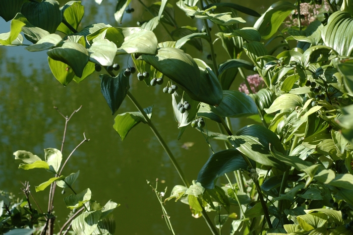 Solomon's Seal - Polygonatum commutatum from Sloat Gardens