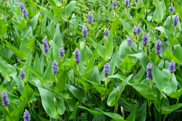 Pickerelweed - Pontederia cordata from Sloat Gardens