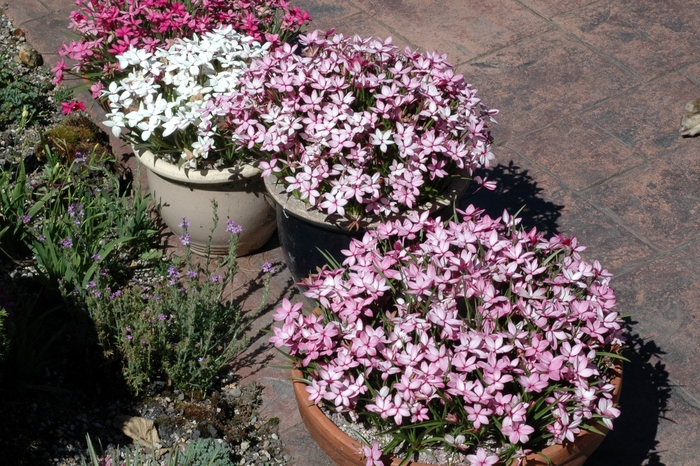 Rhodohypoxis - Rhodohypoxis baurii from Sloat Gardens