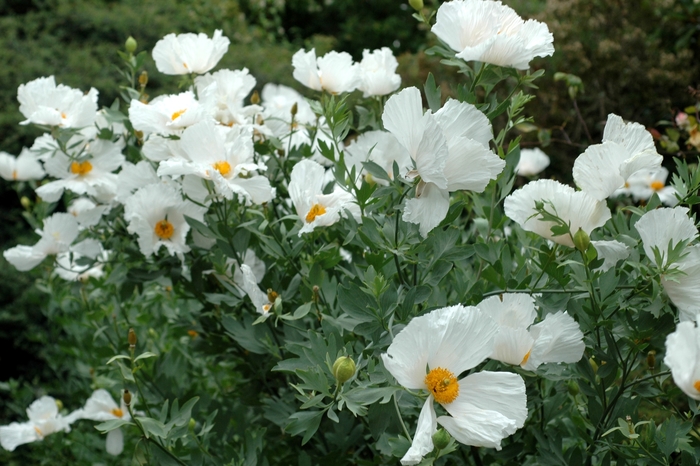 Matilija Poppy - Romneya coulteri from Sloat Gardens