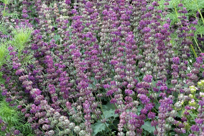 Lilac Sage - Salvia verticillata 'Purple Rain' from Sloat Gardens