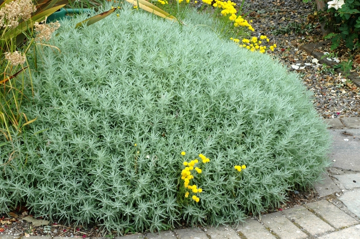 Lavender Cotton - Santolina chamaecyparissus from Sloat Gardens