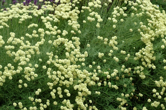 Lavender Cotton - Santolina chamaecyparissus 'Lemon Queen' from Sloat Gardens
