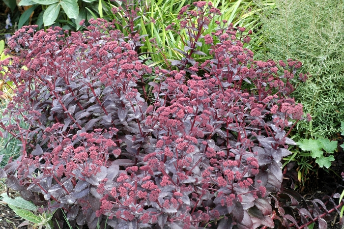 Hybrid Stonecrop - Sedum hybrid 'Purple Emperor' from Sloat Gardens