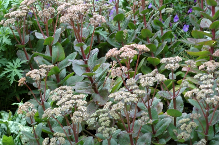 Autumn Stonecrop - Sedum telephium 'Matrona' from Sloat Gardens