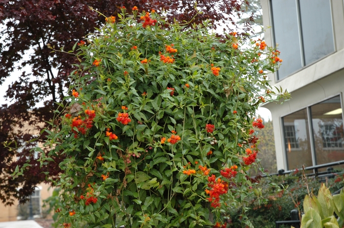 Orangeglow Vine - Senecio confusus from Sloat Gardens