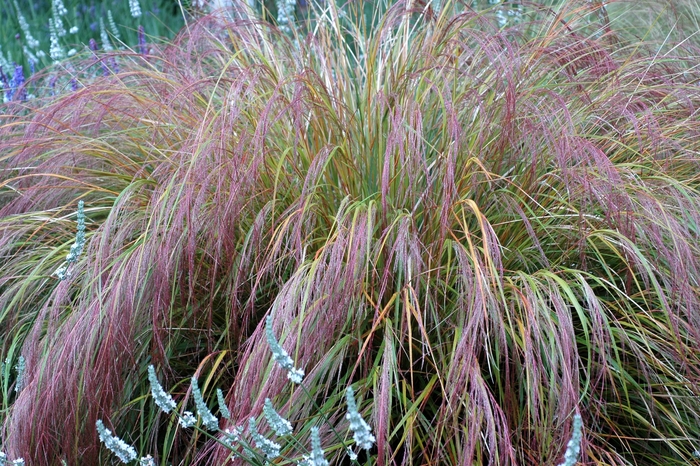 Bamboo Feather Grass - Stipa arundinacea from Sloat Gardens