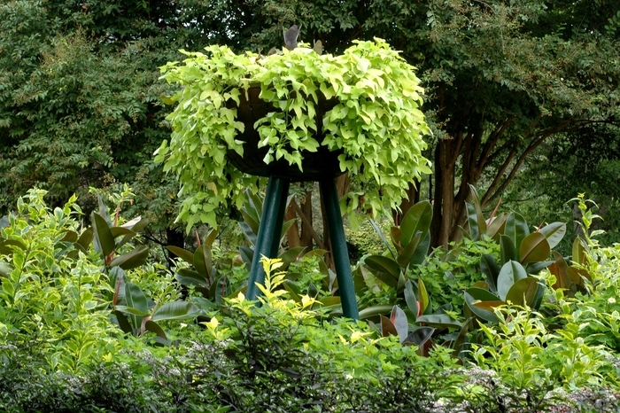 Ornamental Sweet Potato - Ipomoea batatas 'Margarita' from Sloat Gardens