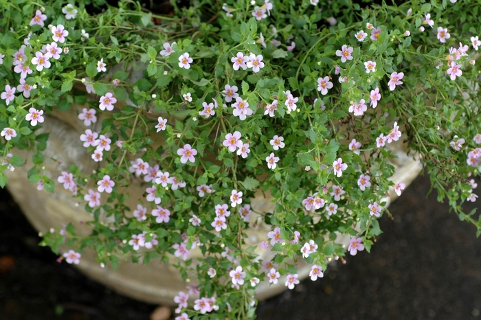 Pink Bacopa - Sutera cordata 'Pink' from Sloat Gardens