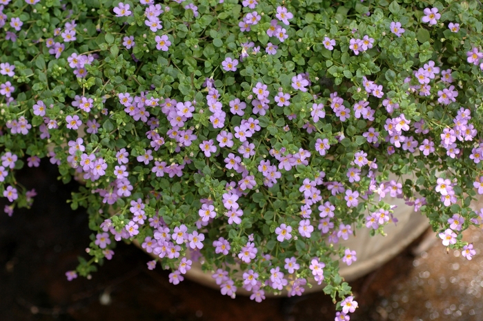 Blue Bacopa - Sutera cordata 'Blue' from Sloat Gardens