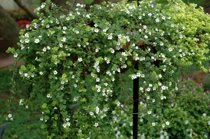 Bacopa - Sutera hybrid 'Gulliver White' from Sloat Gardens