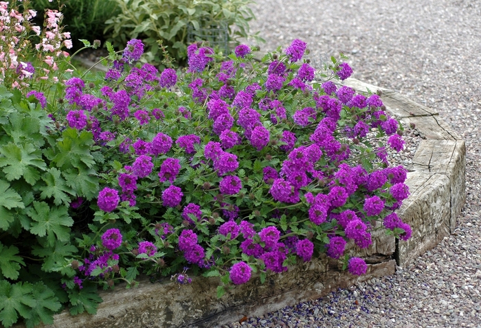 Verbena - Verbena hybrid 'Homestead Purple' from Sloat Gardens