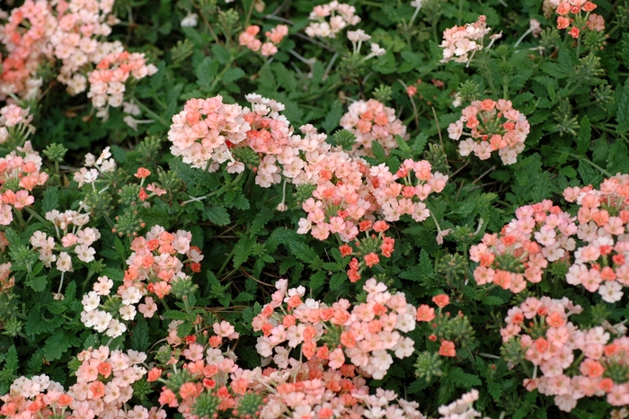 Verbena - Verbena hybrid 'Lanai Peach' from Sloat Gardens