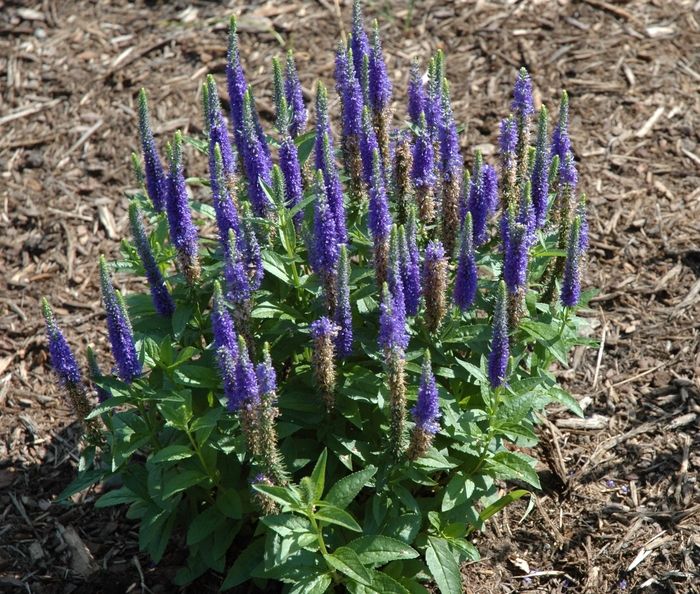 Spiked Speedwell - Veronica spicata 'Royal Candles' from Sloat Gardens