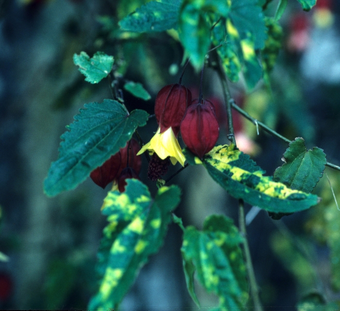Trailing Abutilon - Abutilon megapotamicum 'Variegatum' from Sloat Gardens