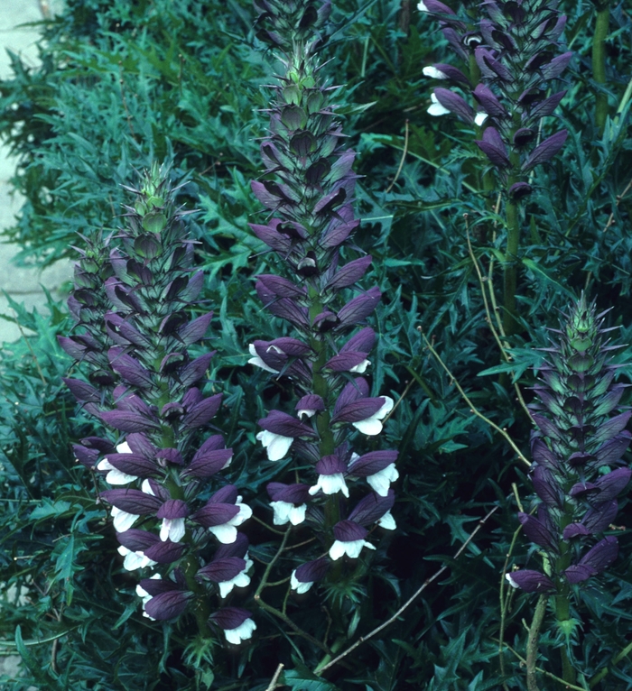 Spiny Bear's Breeches - Acanthus spinosus from Sloat Gardens