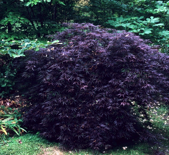 Japanese Maple - Acer palmatum 'Crimson Queen' from Sloat Gardens