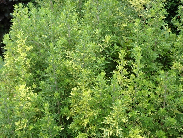 Variegated Wormwood - Artemisia vulgaris 'Oriental Limelight' from Sloat Gardens