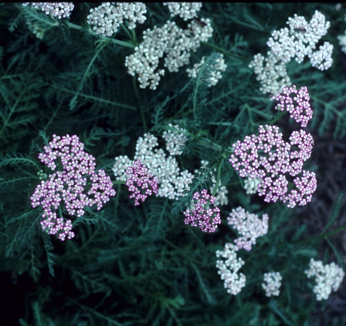 Yarrow - Achillea 'Heidi' from Sloat Gardens