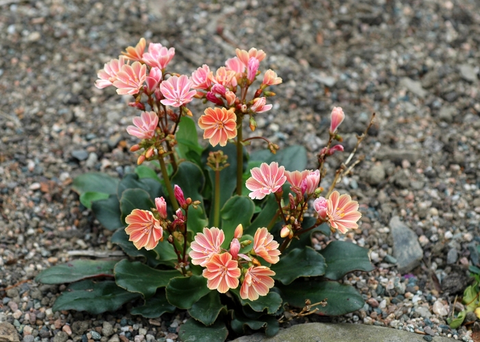 Lewisia - Lewisia cotyledon from Sloat Gardens
