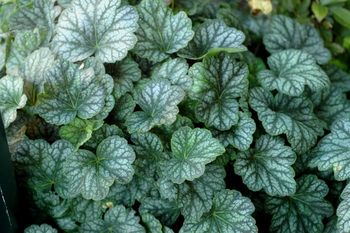 Coral Bells - Heuchera Green Spice from Sloat Gardens