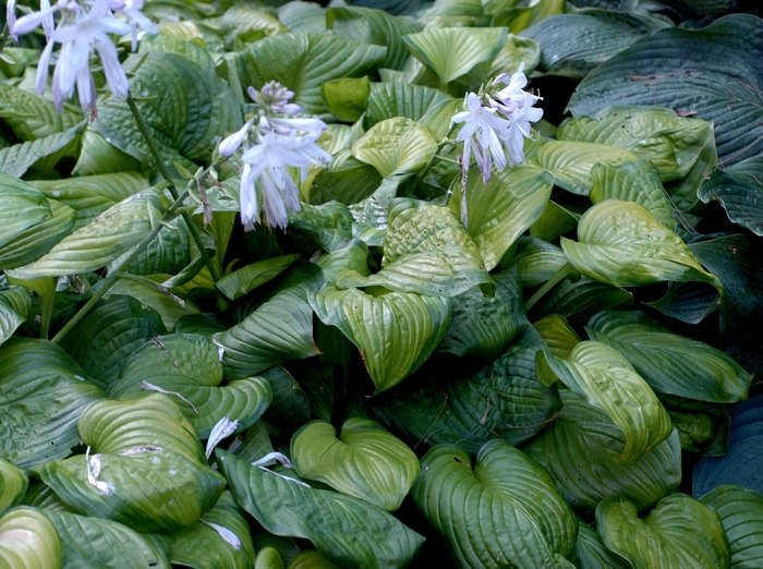 Hosta - Plantain Lily - Hosta 'Guacamole' from Sloat Gardens