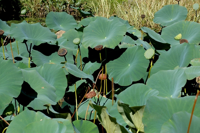 Sacred Lotus - Nelumbo nucifera from Sloat Gardens
