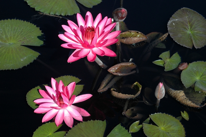 Pink Water Lily - Nymphaea hybrid 'Pink' from Sloat Gardens