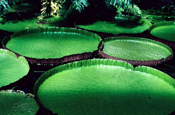 Santa Cruz Water Lily - Victoria cruziana from Sloat Gardens
