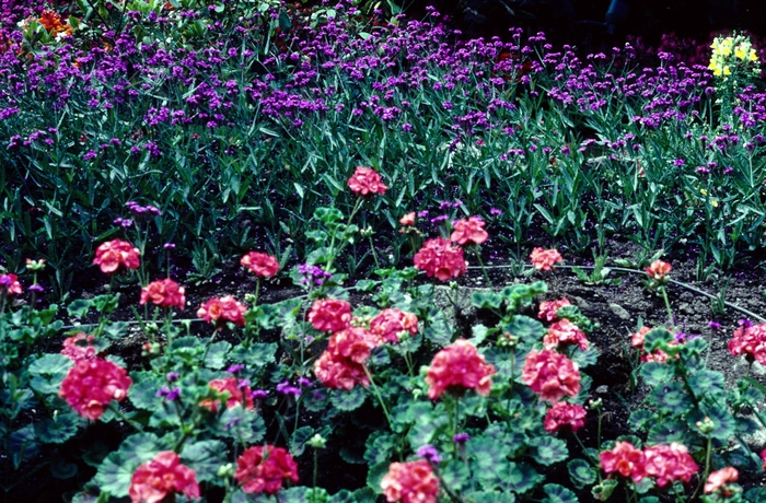Stiff Verbena - Verbena rigida Venosa from Sloat Gardens