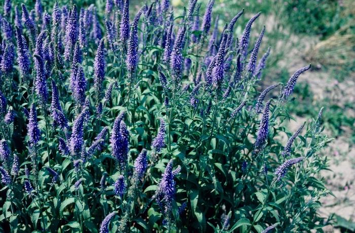 Spiked Speedwell - Veronica spicata 'Blue Fox' from Sloat Gardens