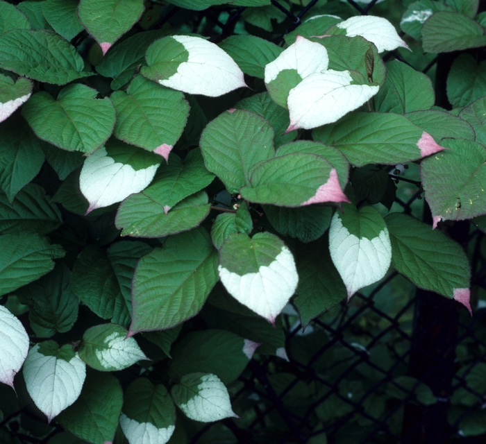 Ornamental Kiwi Vine - Actinidia kolomitka from Sloat Gardens