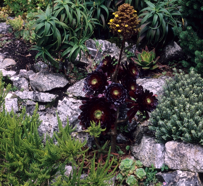 Thickleaf Aonium - Aeonium arboreum 'Atropurpureum' from Sloat Gardens