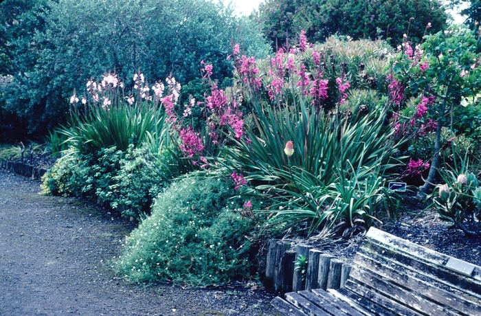 Bugle Lily - Watsonia spp. from Sloat Gardens