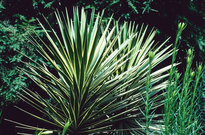 Spanish Bayonet - Yucca aloifolia 'Marginata' from Sloat Gardens