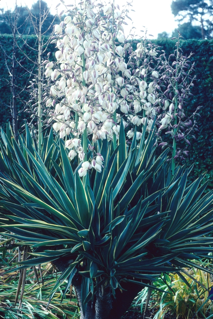 Variegated Candle Lily - Yucca gloriosa 'Variegata' from Sloat Gardens