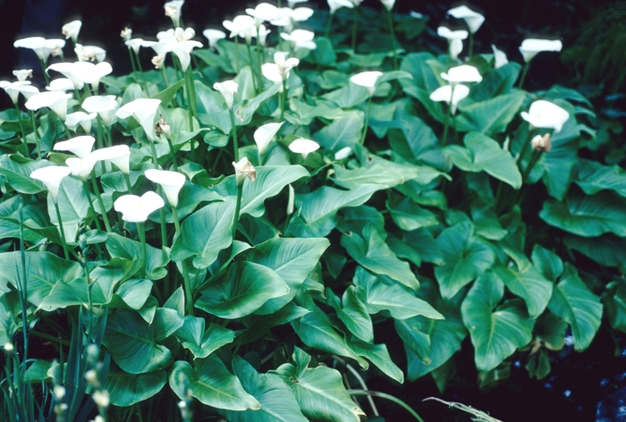 Dwarf Calla Lily - Zantedeschia aethiopica 'Childsiana' from Sloat Gardens