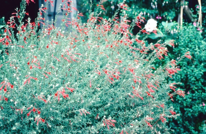 California Fuchsia - Zauschneria californica from Sloat Gardens