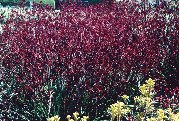 Kangaroo Paw - Anigozanthos hybrid 'Bush Sunset' from Sloat Gardens
