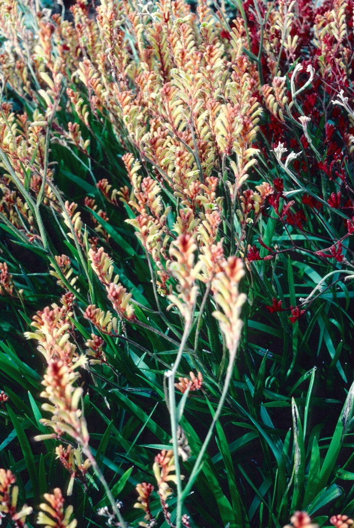 Kangaroo Paw - Anigozanthos hybrid 'Bush Ranger' from Sloat Gardens