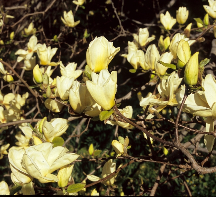 Yellow Magnolia - Magnolia 'Elizabeth' from Sloat Gardens