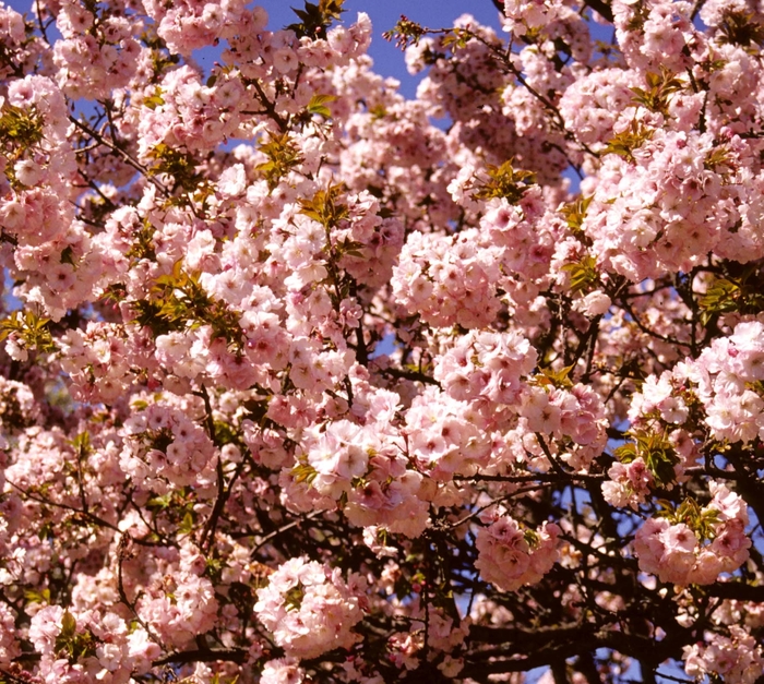 Akebono Flowering Cherry - Prunus serrulata 'Akebono' from Sloat Gardens