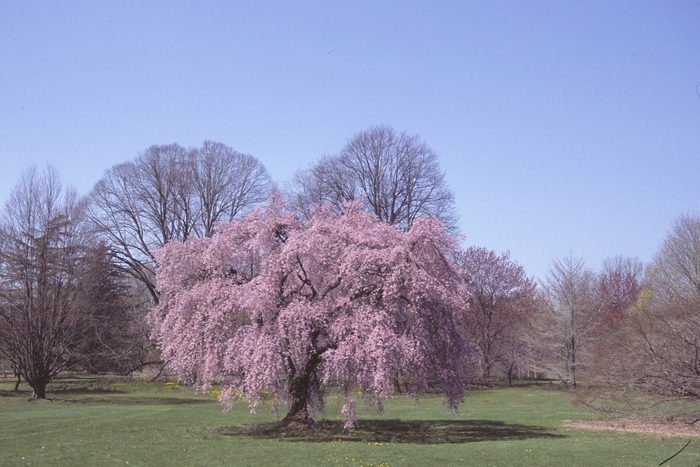 Weeping Cherry - Prunus subhirtella 'Pendula' from Sloat Gardens