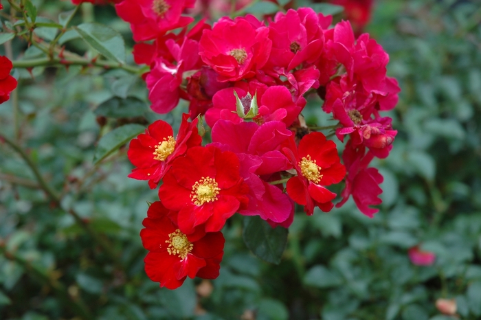 Flower Carpet Red Rose - Rosa 'Flower Carpet Red ' from Sloat Gardens